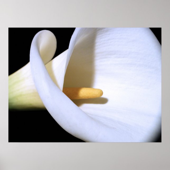 Pôster White Calla Lily (Frente)