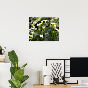 Poster White Calla Lily Floral Fotografia