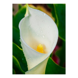 Pôster White Calla Lily Macro Botanical Photo Nature Art
