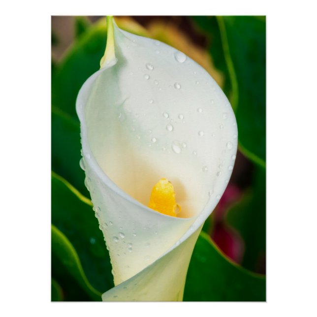 Pôster White Calla Lily Macro Botanical Photo Nature Art (Frente)