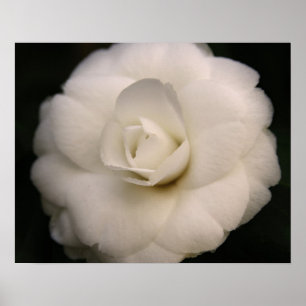 Pôster White Camellia