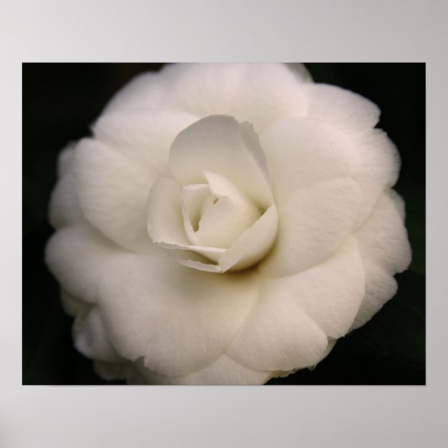 Pôster White Camellia (Frente)