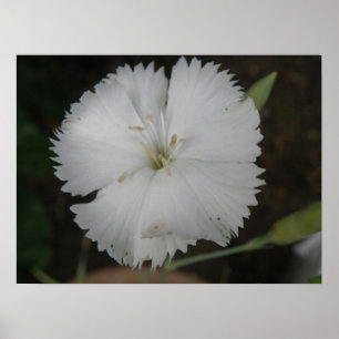 Pôster White Carnation Print