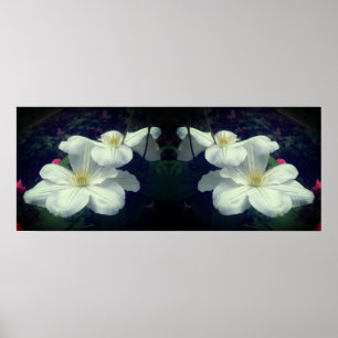Poster White Clematis Flowers Abstrato de Espelhamento