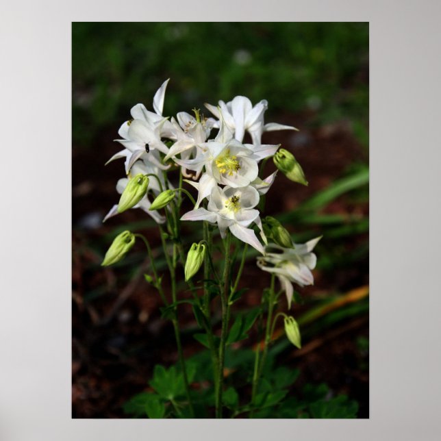 Pôster White Columbine with Bee (Frente)