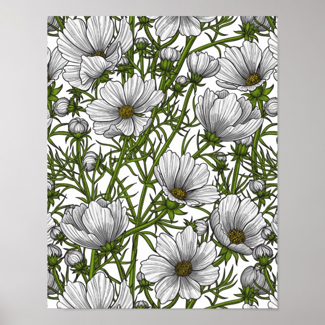 Poster White cosmos flowers (Frente)
