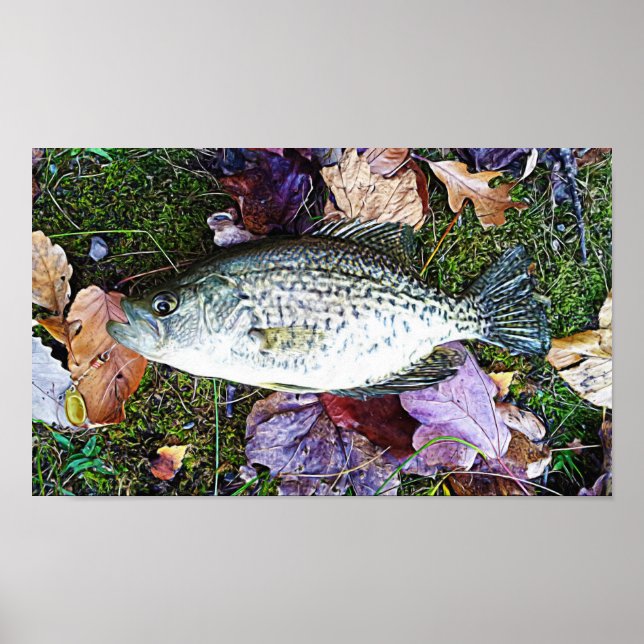 Pôster White Crappie (Frente)