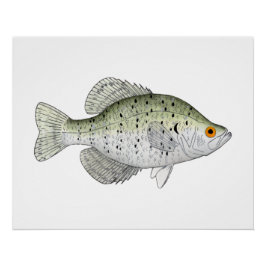 Pôster White Crappie