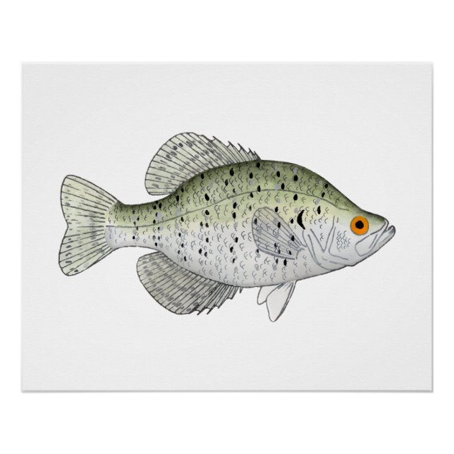 Pôster White Crappie (Frente)
