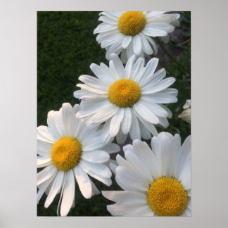 Poster White Daisies