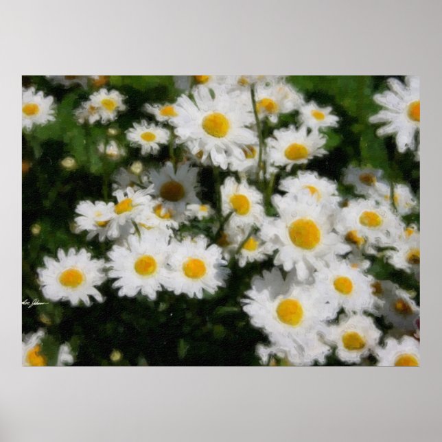Pôster White Daisies Watercolor (Frente)