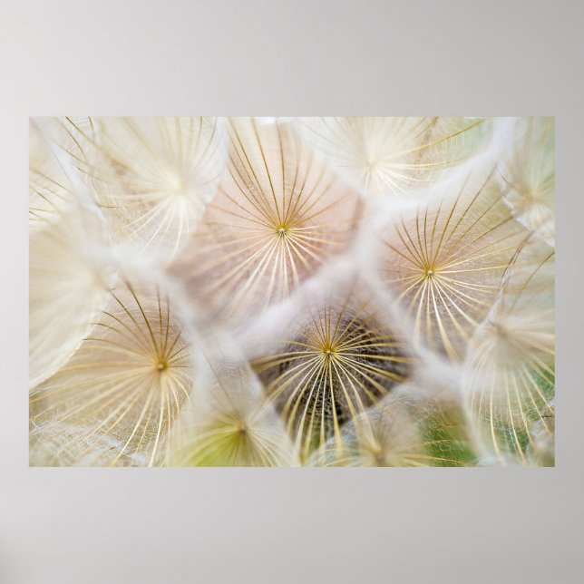Poster White dandelion flowers (Frente)