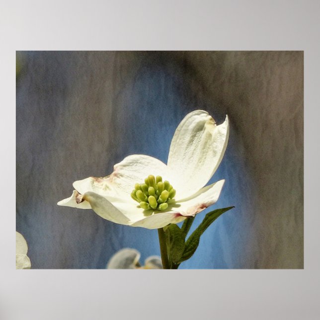 Poster White Dogwood Bloom (Frente)