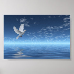 Pôster White Dove