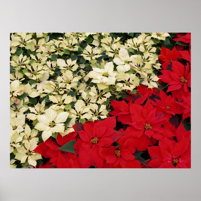 Pôster White e Red Poinsettias I Feriado Floral (Frente)