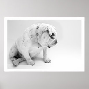 Poster White English Buldog Sentado