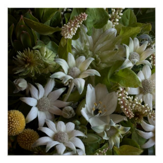 Pôster White Flannel Flower, Arabicum & Phylica Botanical