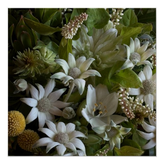 Pôster White Flannel Flower, Arabicum & Phylica Botanical (Frente)