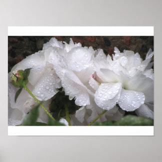 Poster White Flower