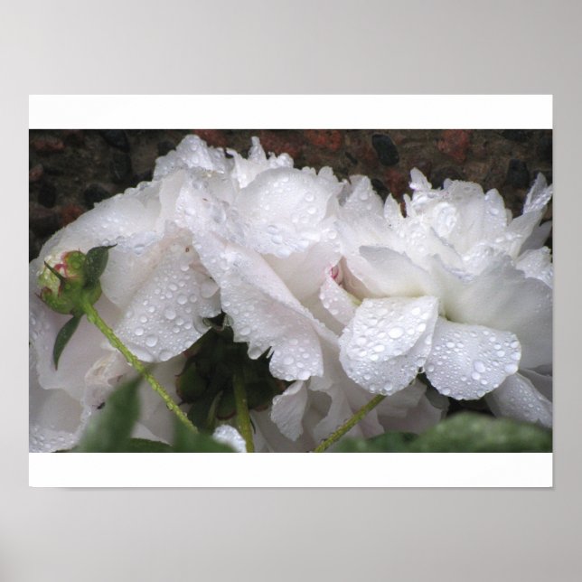Poster White Flower (Frente)