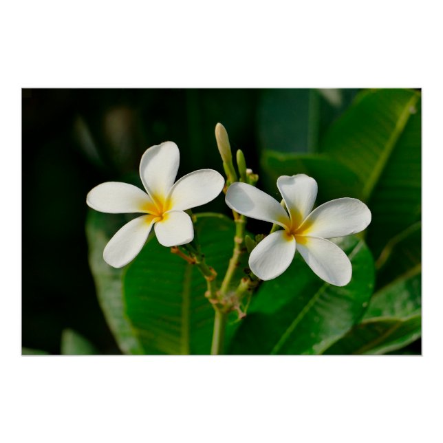 Pôster White Frangipani (Frente)