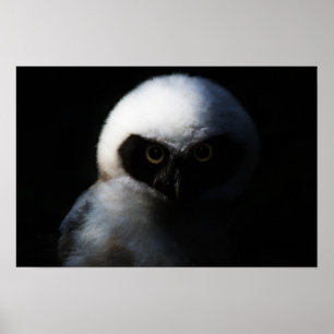 Pôster White Fuzzy Owl with Piercing Gaze