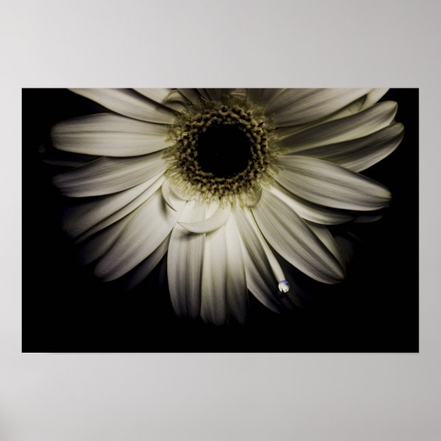 Poster White Gerber Daisy (Frente)