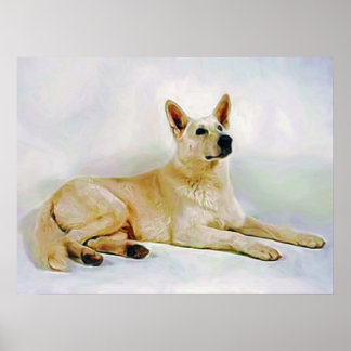 Poster White-German-Shepherd