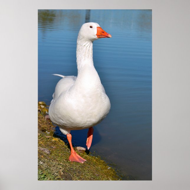 Poster White goose on grass (Frente)