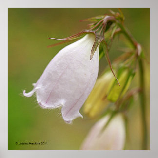 Poster White Harebell