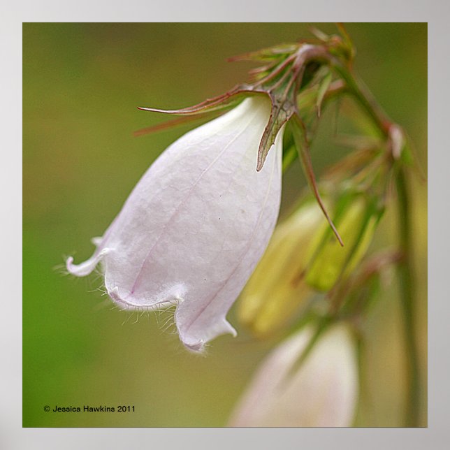 Poster White Harebell (Frente)