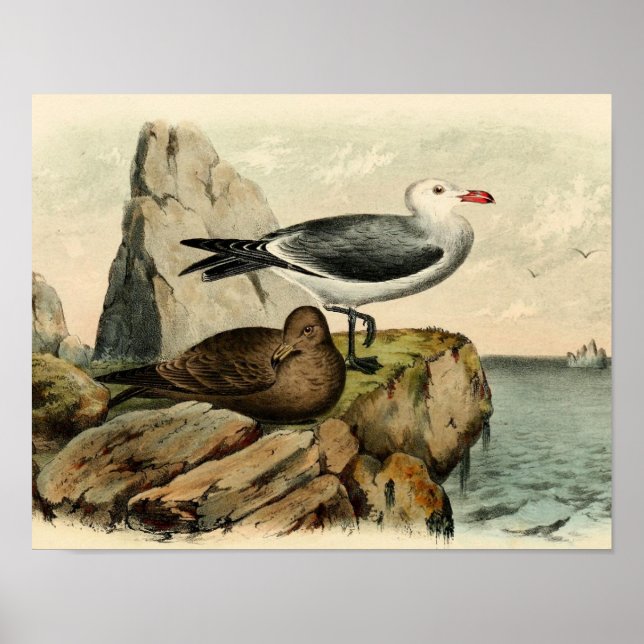 Poster White Headed Gull (Frente)