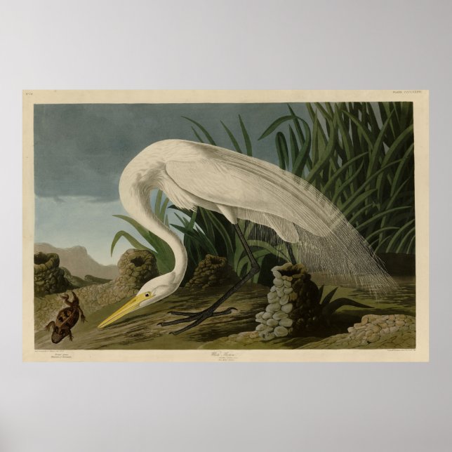 Poster White Heron, Egret Excelente, Aves de Audubon da A (Frente)