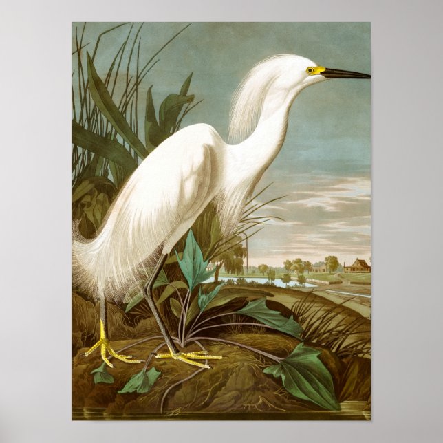 Poster White Heron por John James Audubon (Frente)