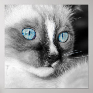 Poster White Kitten with Blue Eyes