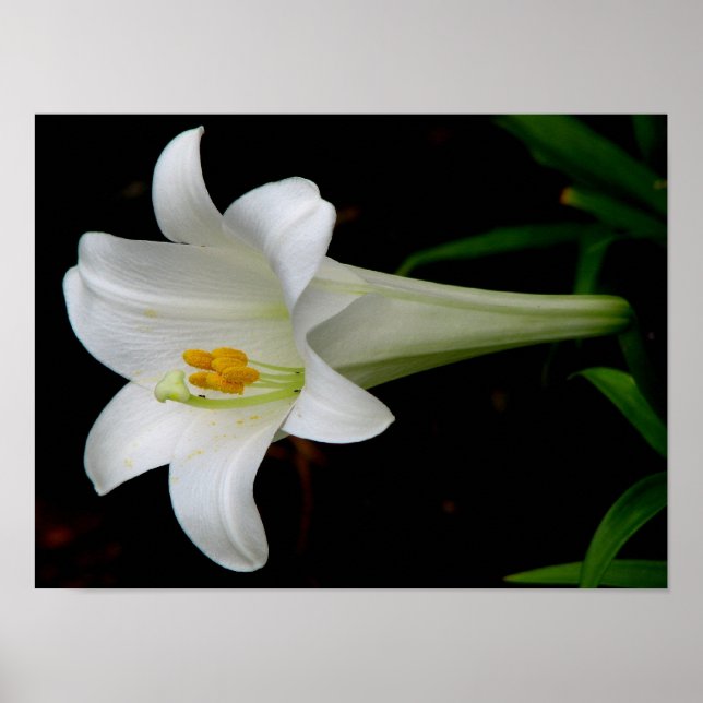 Pôster White Lily (Frente)