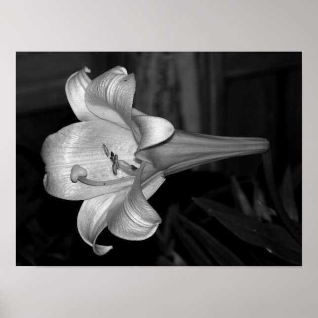 Poster White Lily (Frente)