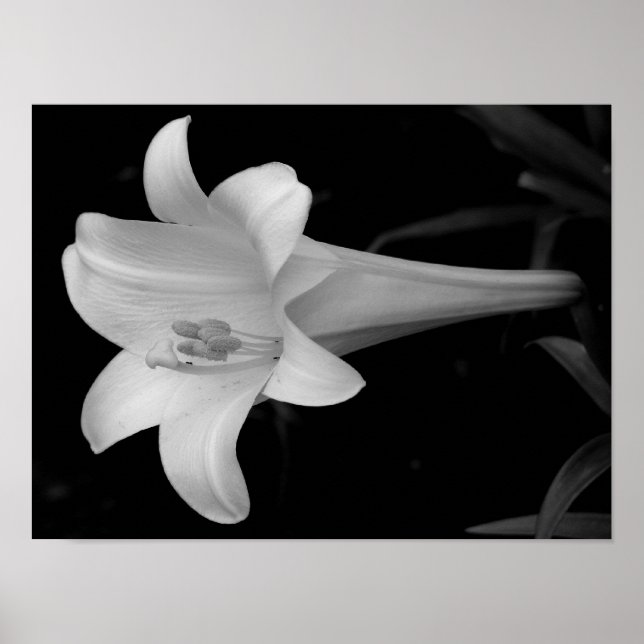 Poster White Lily (Frente)