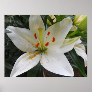 Pôster White Lily