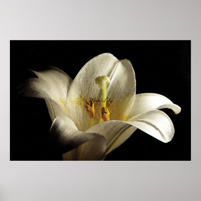 Pôster White Lily 2 (Frente)