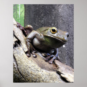 Poster White lipped tree frog