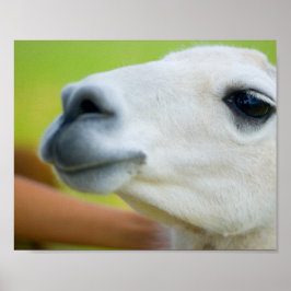 Poster White Llama