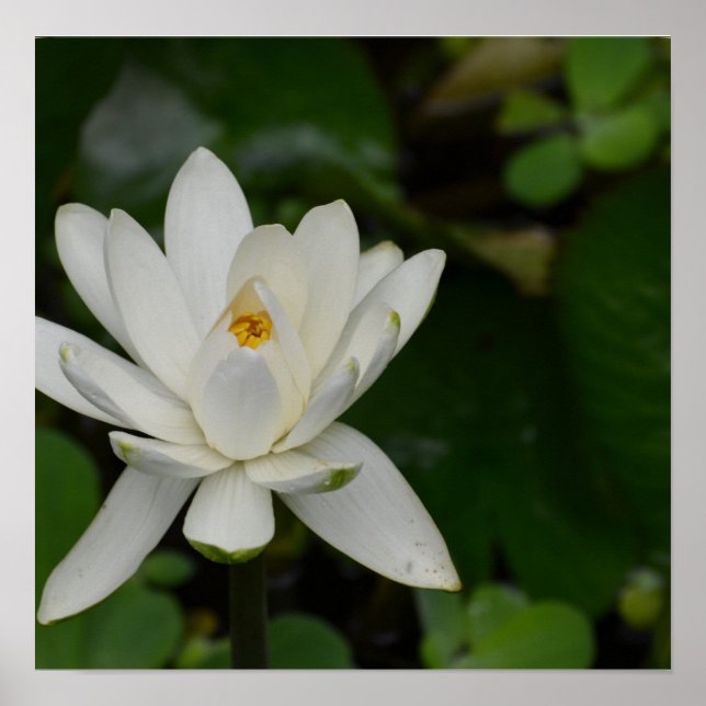 Pôster White Lotus (Frente)