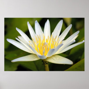 Pôster White lotus