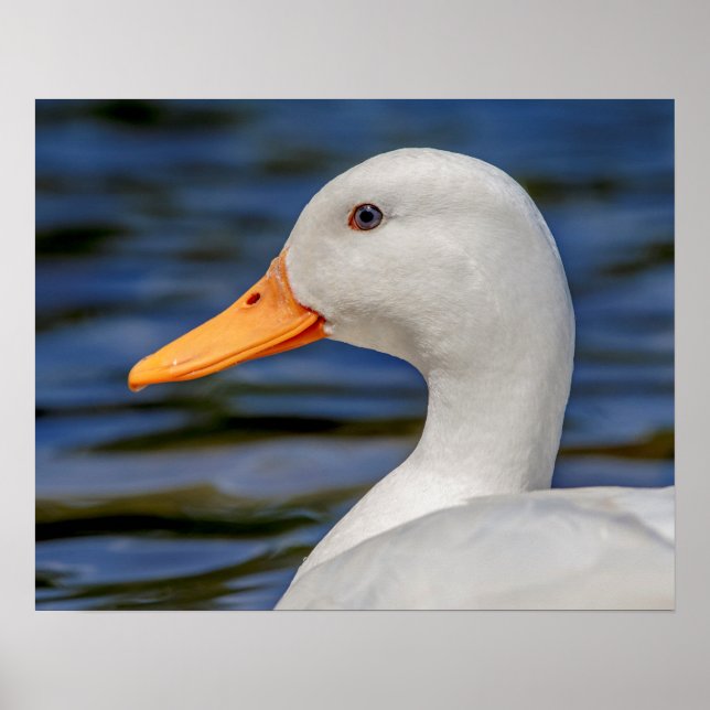 Poster White Mallard Duck (Frente)
