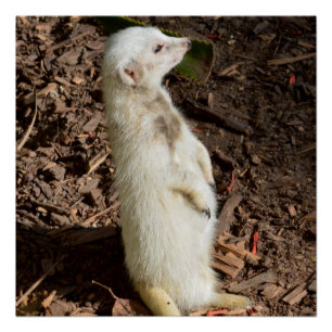 Pôster White Meerkat Standby,