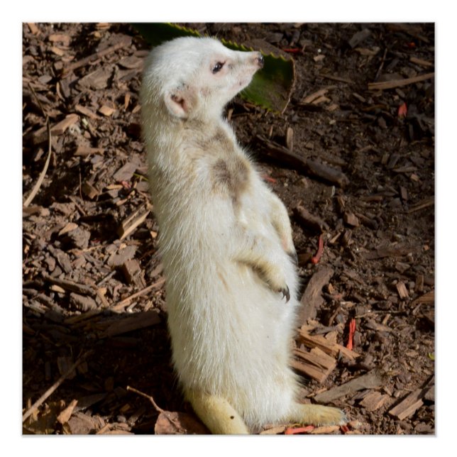 Pôster White Meerkat Standby, (Frente)