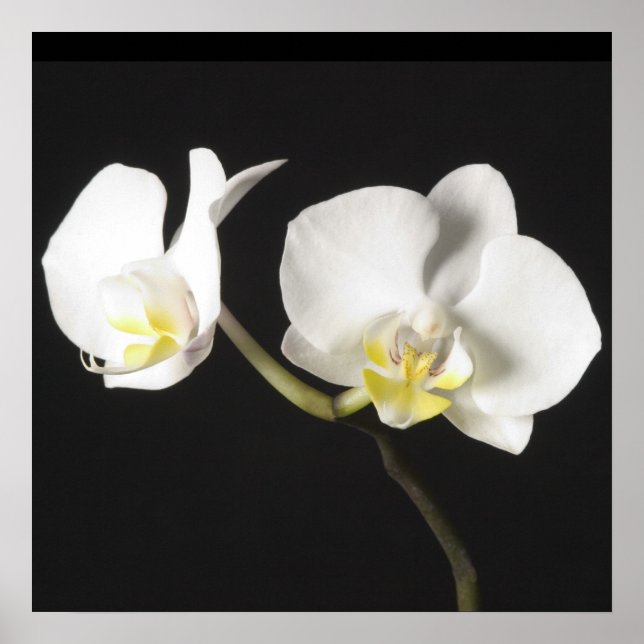 Poster White Orchids (Frente)