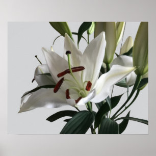 Poster White Oriental Lily Flower