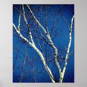 Poster White Paper Birch Tree Branches Contra o Céu Azul